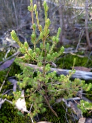 Darwinia