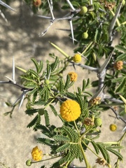 Vachellia tortuosa