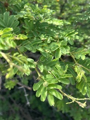 Vachellia tortuosa