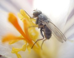 Diptera