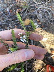 Leucopogon simulans