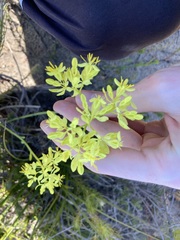 Glischrocaryon aureum