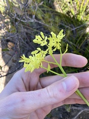 Glischrocaryon aureum