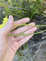 Glischrocaryon aureum