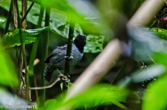 Myrmoborus myotherinus