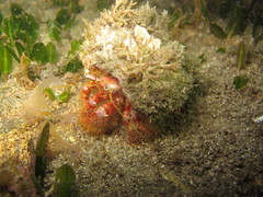 Dardanus crassimanus