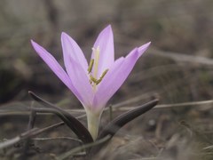 Colchicum bulbocodium