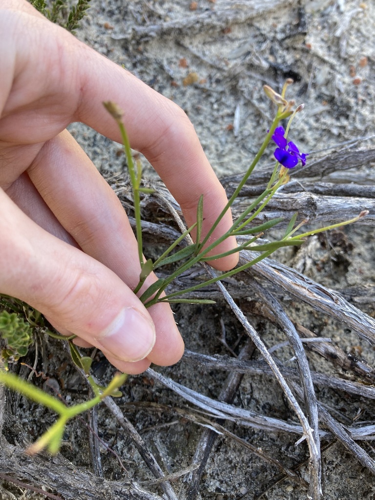 Dampiera carinata