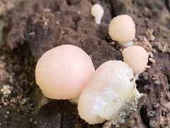 Tubifera microsperma