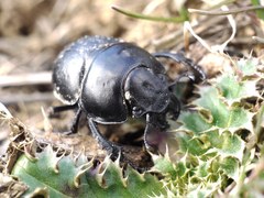 Lethrus apterus