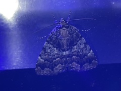 Allotria