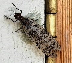 Orohermes crepusculus