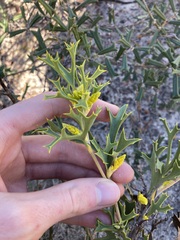 Synaphea spinulosa