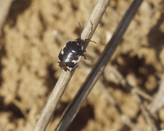 Tritomegas bicolor