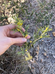 Synaphea spinulosa