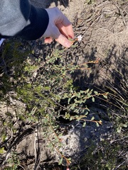 Androcalva pulchella