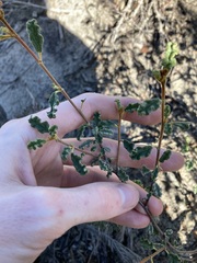 Androcalva pulchella