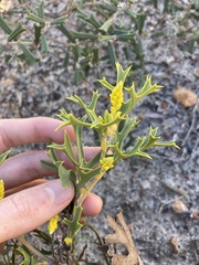 Synaphea spinulosa