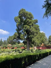 Juniperus chinensis