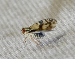 Bothriocera maculata