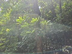 Daphniphyllum calycinum