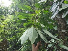 Daphniphyllum calycinum