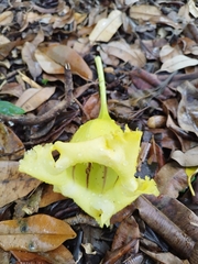 Solandra longiflora