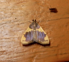 Rehimena phrynealis