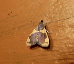 Rehimena phrynealis