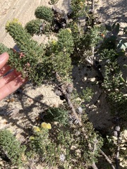 Petrophile serruriae