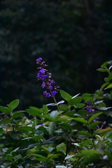 Pleroma heteromallum