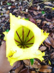 Solandra longiflora