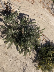 Petrophile serruriae