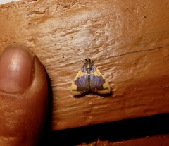 Rehimena phrynealis