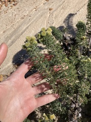 Petrophile serruriae