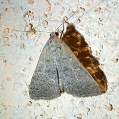 Bleptina flaviguttalis