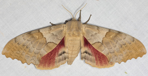 Western Poplar Sphinx