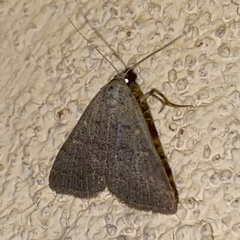 Bleptina flaviguttalis