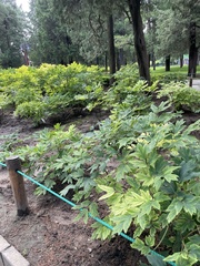 Paeonia × suffruticosa