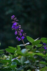 Pleroma heteromallum