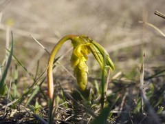 Gymnospermium odessanum