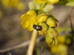 Discomyza