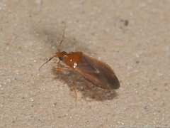 Lasiochilus pallidulus