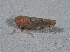 Osbornellus rotundus