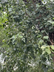 Populus × canadensis