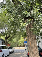 Populus × canadensis