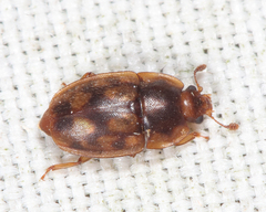 Epuraea peltoides
