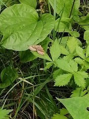 Scotopteryx chenopodiata