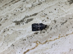 Satole ligniperdalis