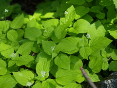 Circaea alpina pacifica
